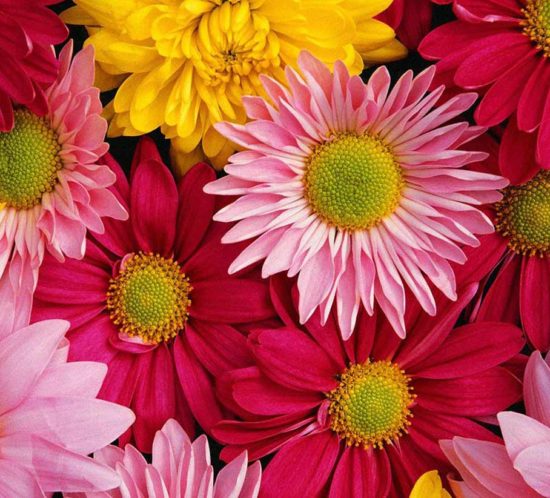 fiori